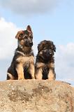 BERGER ALLEMAND 319